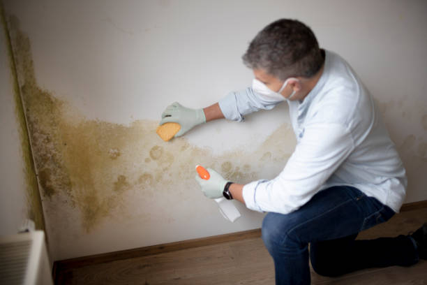 Professional Mold Removal in Indian Mountain Lake, PA